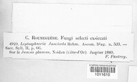 Phaeosphaeria juncicola image